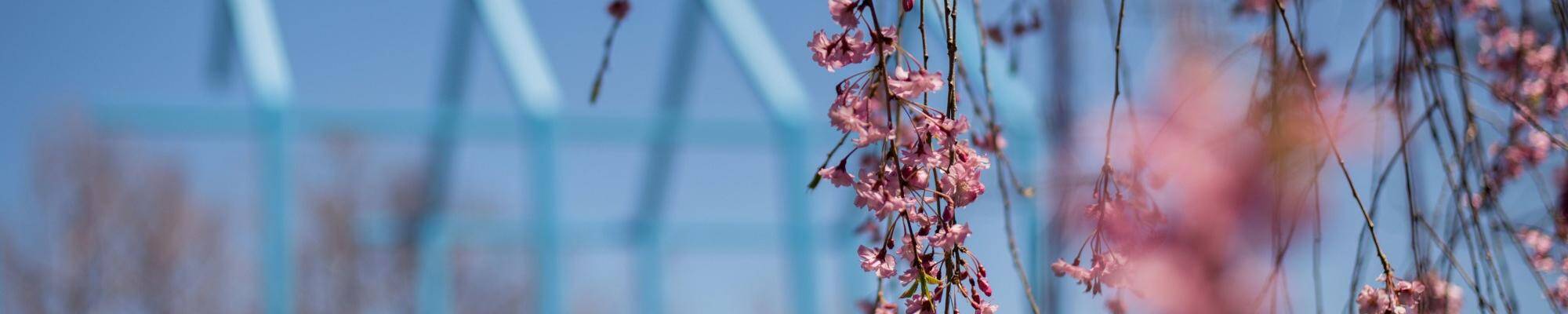 Cherry blossoms hanging down and the Transformational Link in the background blurred